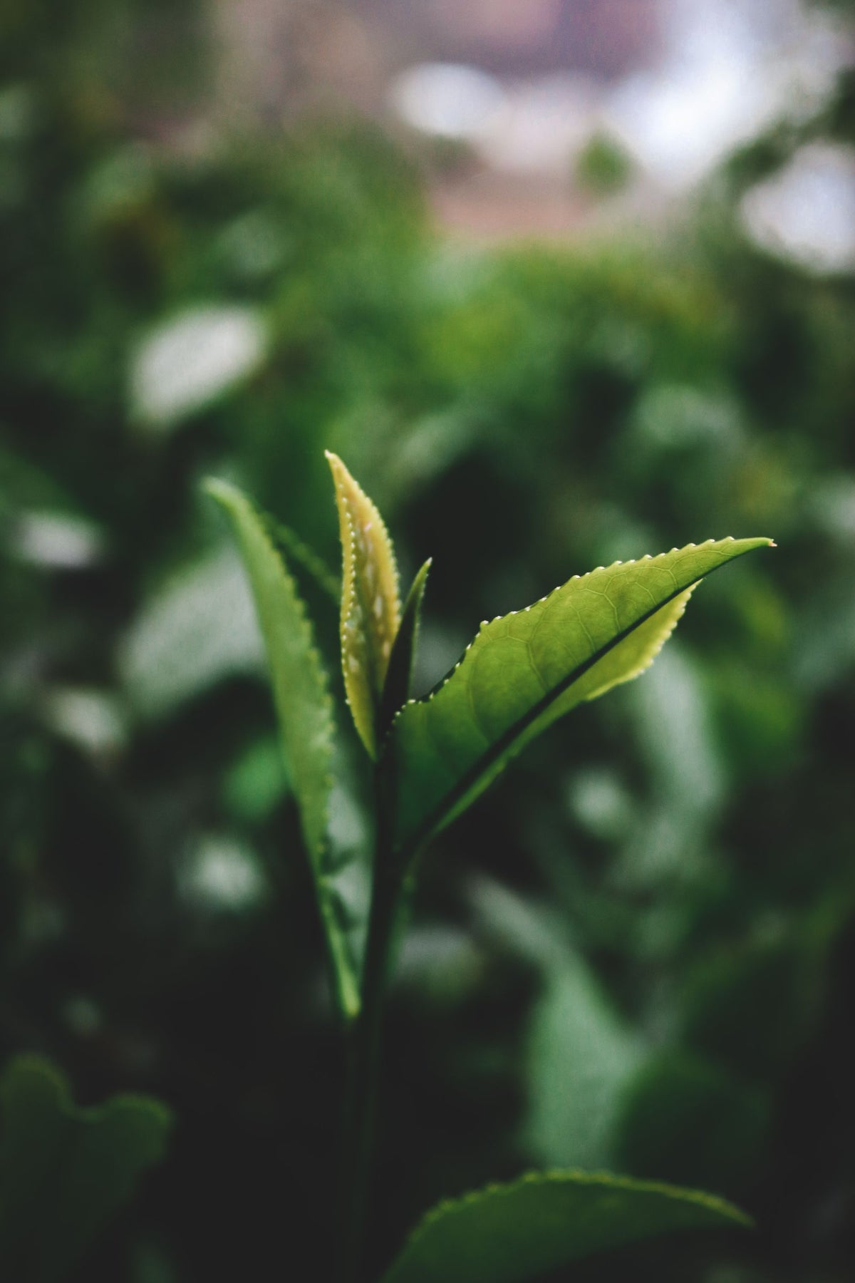 Close-up botanical macro of a young green tea leaf, representing the Trilight Complex botanical thread